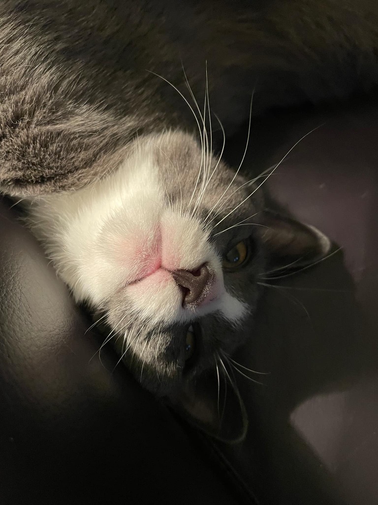 Cat 1